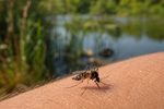 Europa supera los 870 casos autóctonos de virus del Nilo Occidental esta temporada y España acumula 79 infecciones 4 mosquito brazo