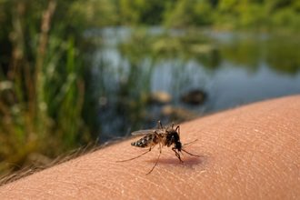 mosquito brazo